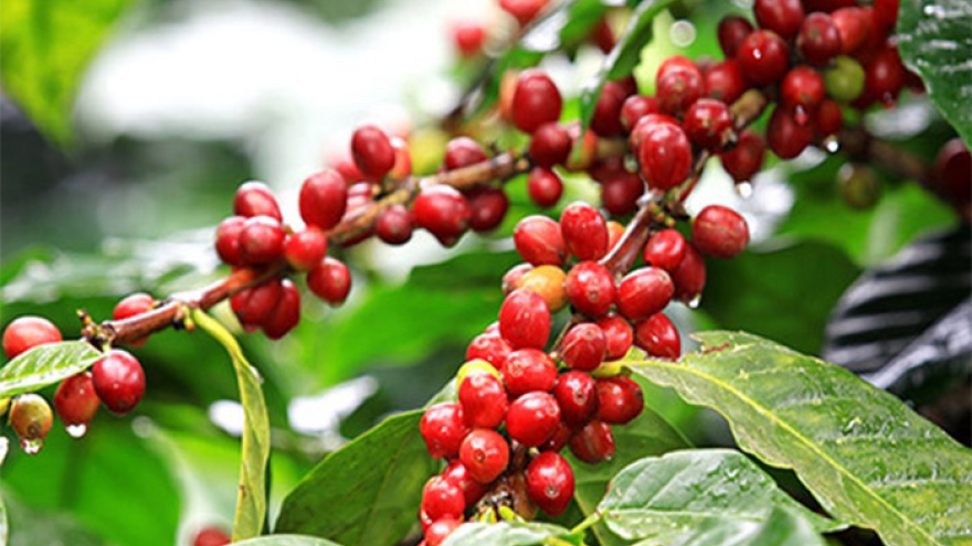 Giá cà phê hôm nay 7/5: Cà phê trong nước giảm 1.000 đồng/kg
