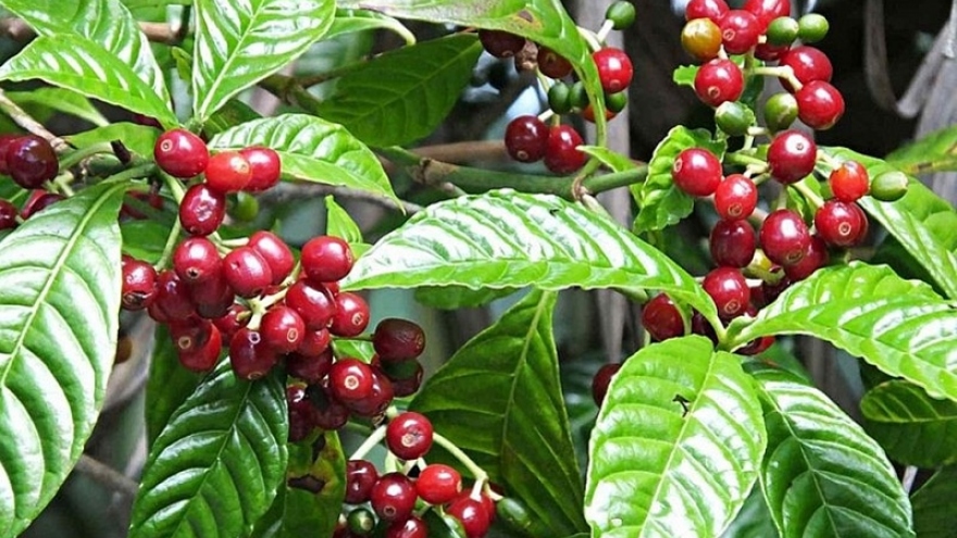 Giá cà phê hôm nay 10/5: Cà phê trong nước tăng trở lại mức tăng 3.100 đồng/kg
