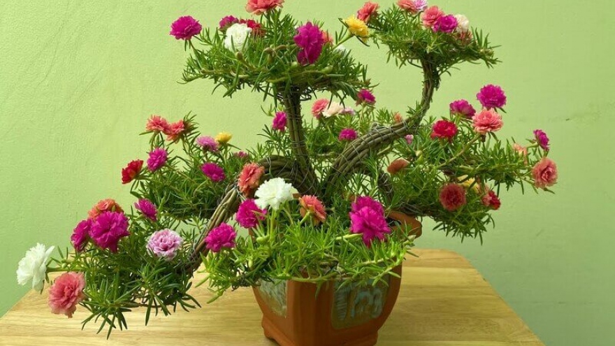 Cây hoa dại thành bonsai giúp tiểu thương “hốt bạc”