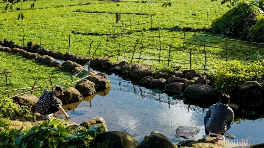 Loại rau sạch nhất Việt Nam, trồng trên ruộng đá tưới nước giếng cổ 5.000 năm
