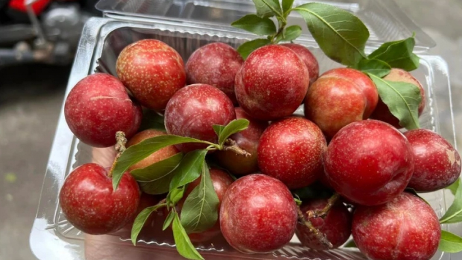 Mận đầu mùa giá đắt khét vẫn “cháy” hàng