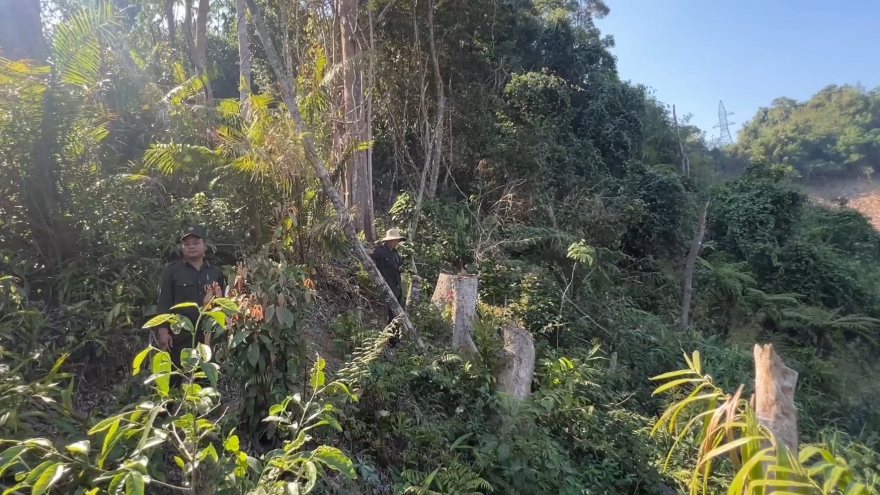 Vụ phá rừng ở Quảng Nam: “Không có chuyện xin khắc phục hậu quả là xong”