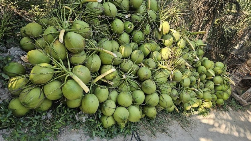 Nắng nóng trái dừa tươi tăng giá, hút hàng nhà vườn phấn khởi