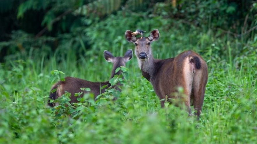 Quang Nam launches biodiversity exhibition, wildlife campaign