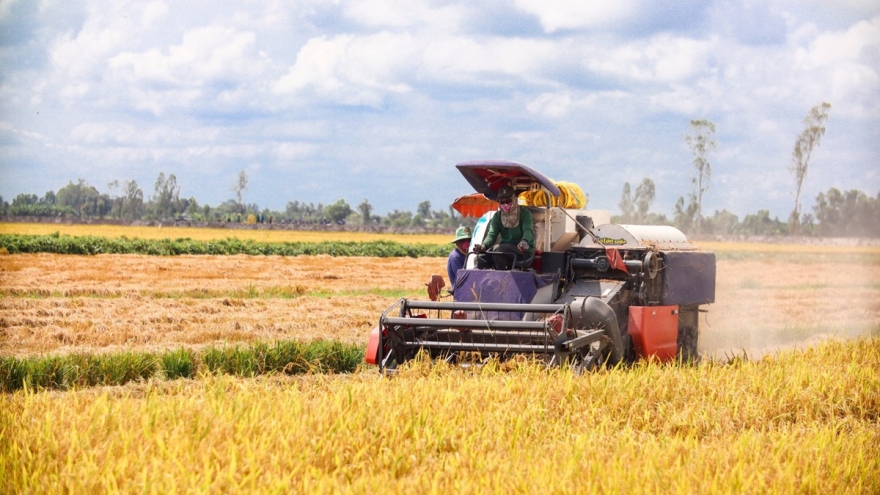 Lúa Đông Xuân ĐBSCL giảm giá, doanh nghiệp thu mua gặp khó