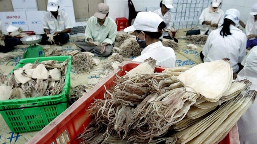 Squid and octopus exports decline slightly by 2% in Q1