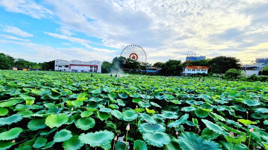 Hà Nội: Khôi phục trồng sen Hồ Tây để phát triển du lịch sinh thái