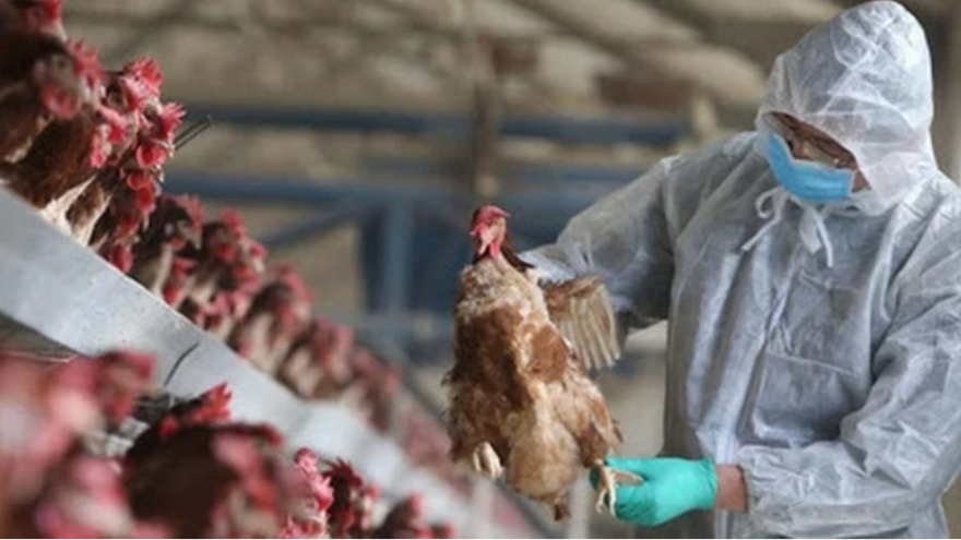 Vietnam detects first human case infected with avian influenza subtype H9
