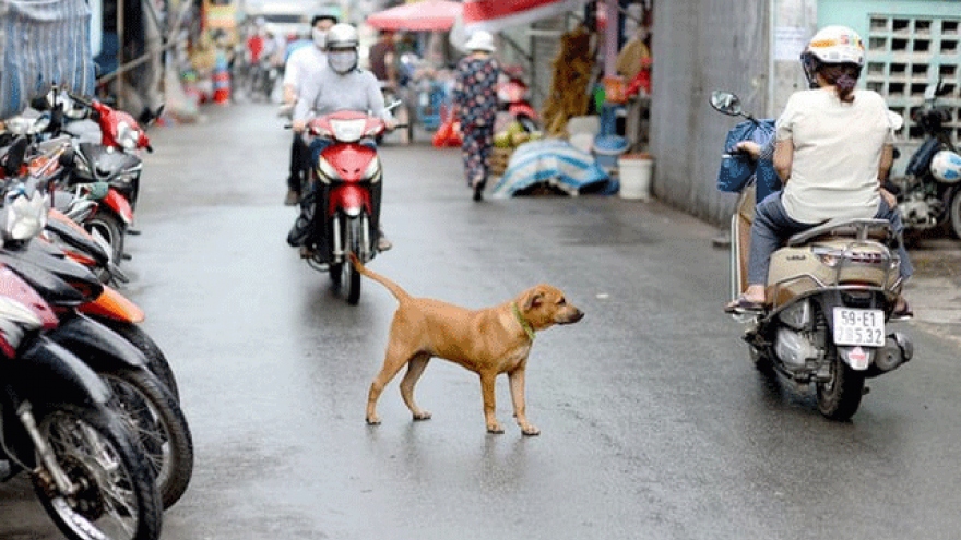 Hiểm họa chó, mèo thả rong tại các khu dân cư