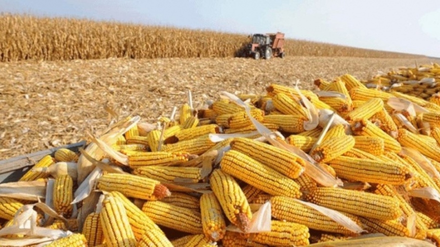 Vietnam spends nearly US$702.74 million on corn import in Q1