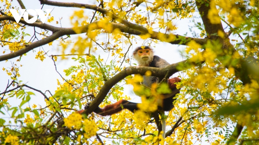 Yellow-flamboyant flowers in full bloom in Son Tra Peninsula