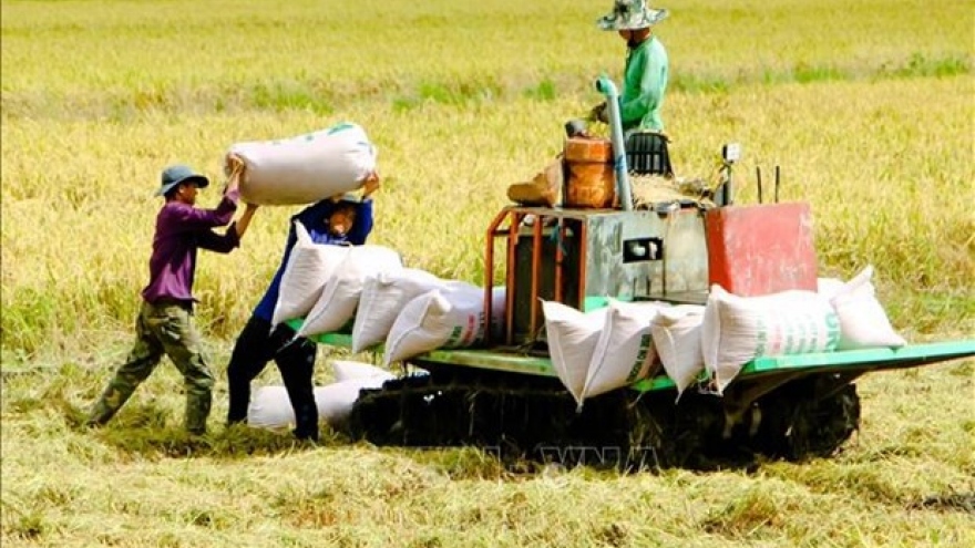 Vietnamese rice prices on the hike