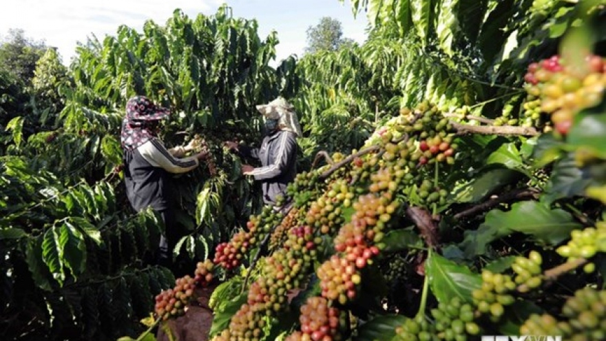 Measures sought for coffee firms to adapt to EU Deforestation Regulations