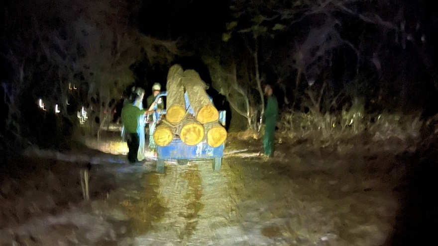 Phát hiện vụ khai thác gỗ sến trái phép ở Bà Rịa - Vũng Tàu