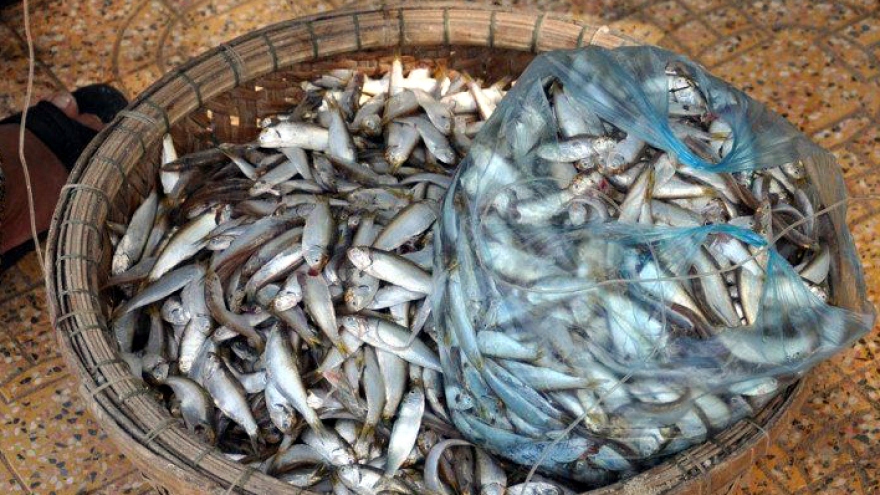 Cá nhà nghèo ở biển miền Trung được dân thành phố “săn lùng”