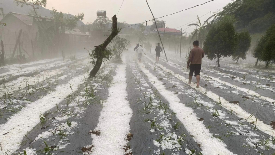 Mưa đá xuất hiện ở Sơn La gây thiệt hại rau màu của người dân