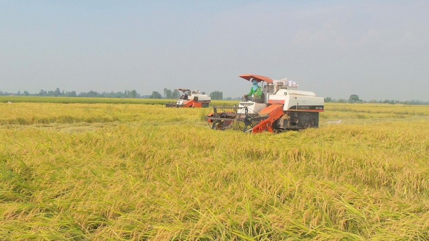 Phác họa “bức tranh” lúa gạo ở ĐBSCL qua đề án 1 triệu ha