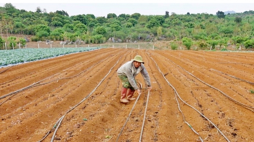 Hơn 1.300 ha lúa và hoa màu ở Sơn La bị ảnh hưởng do nắng hạn