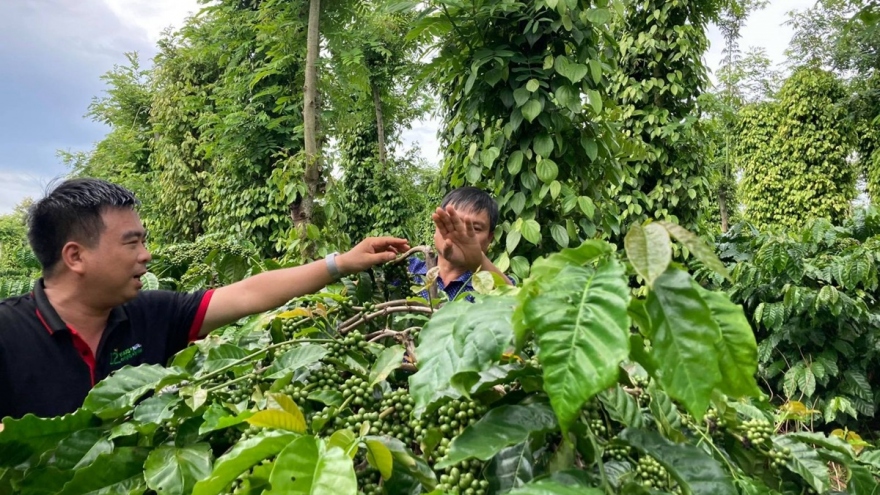 Nông nghiệp Đắk Lắk thêm vững chắc nhờ đa trụ cột