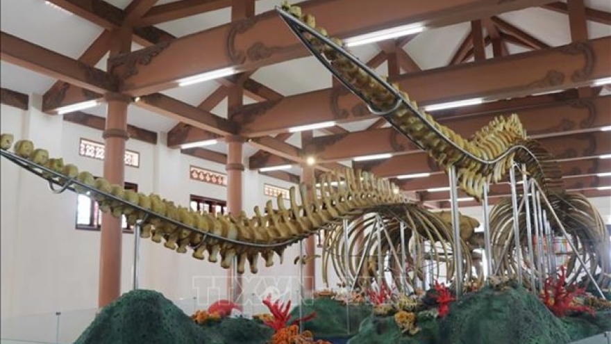 Whale skeletons in Ly Son attractive to visitors