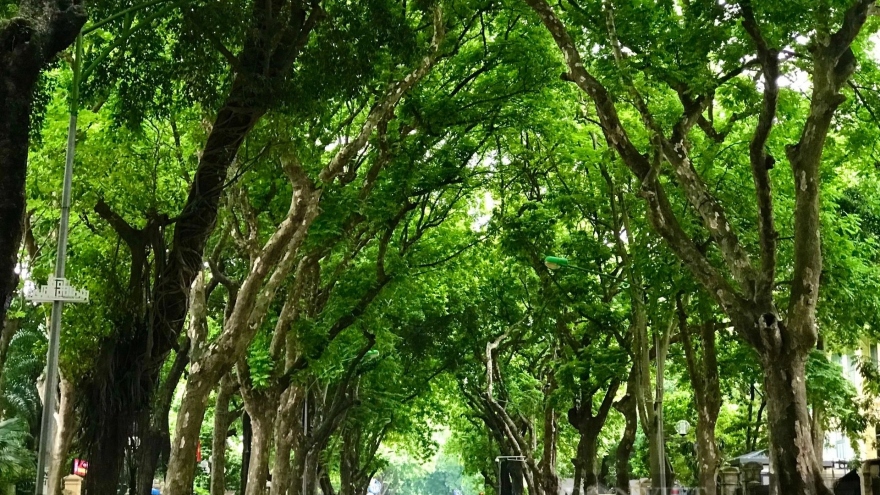 Hàng cây 'mê hoặc' của mùa Hạ