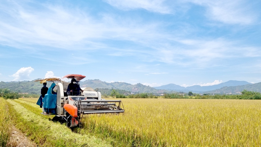 Niềm vui “mùa vàng” trên cao nguyên Đắk Lắk