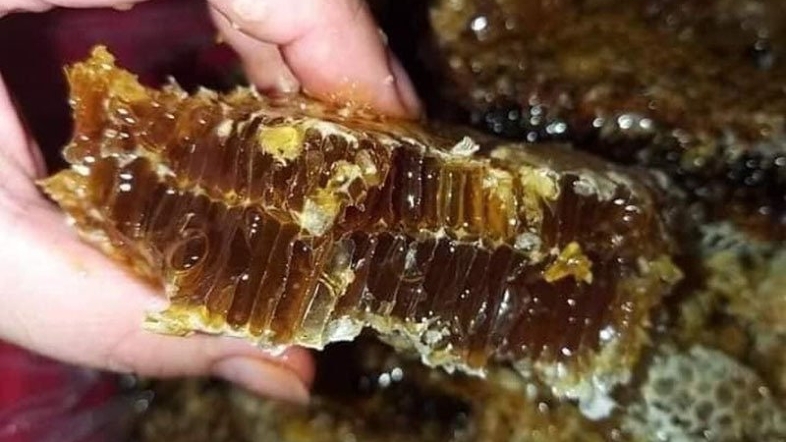 Loại mật đen siêu hiếm, hàng triệu đồng 1 lít vẫn khó mua