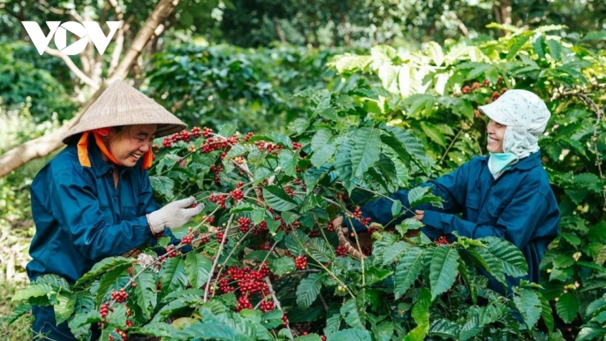 Rào cản nào khiến nông sản vùng Tây Nguyên khó ra thị trường thế giới?