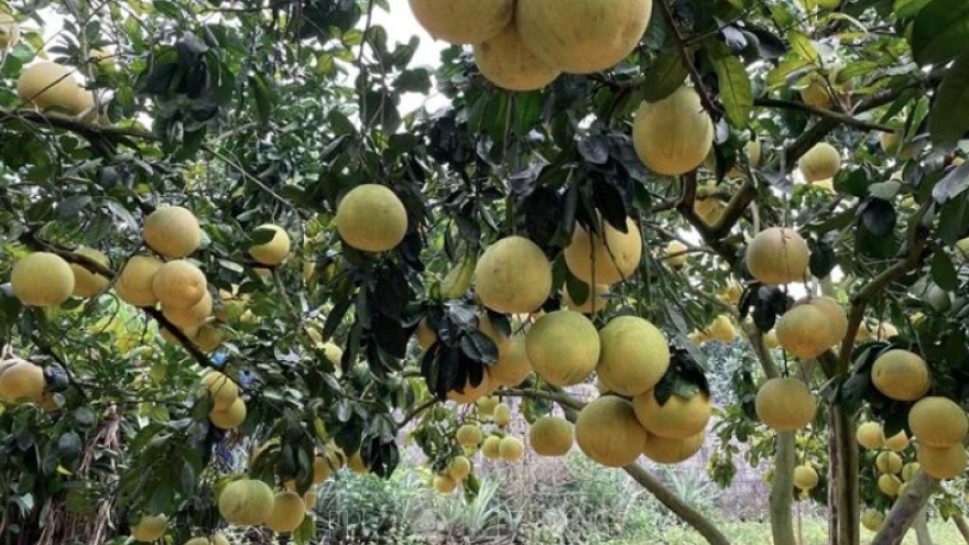 Vietnamese pomelo likely to be exported to Australia