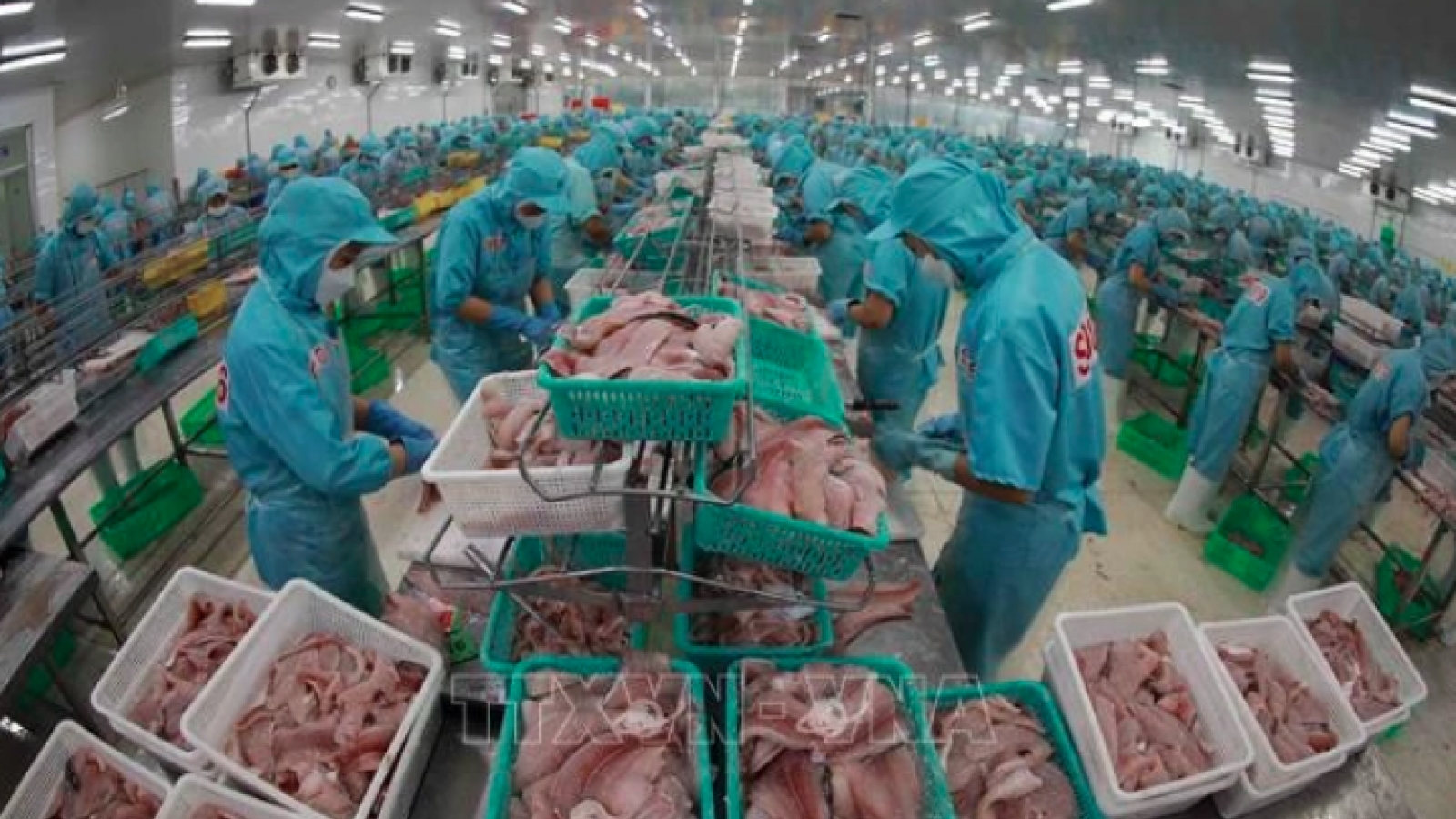 Vietnam’s tra fish export tipped to bounce back
