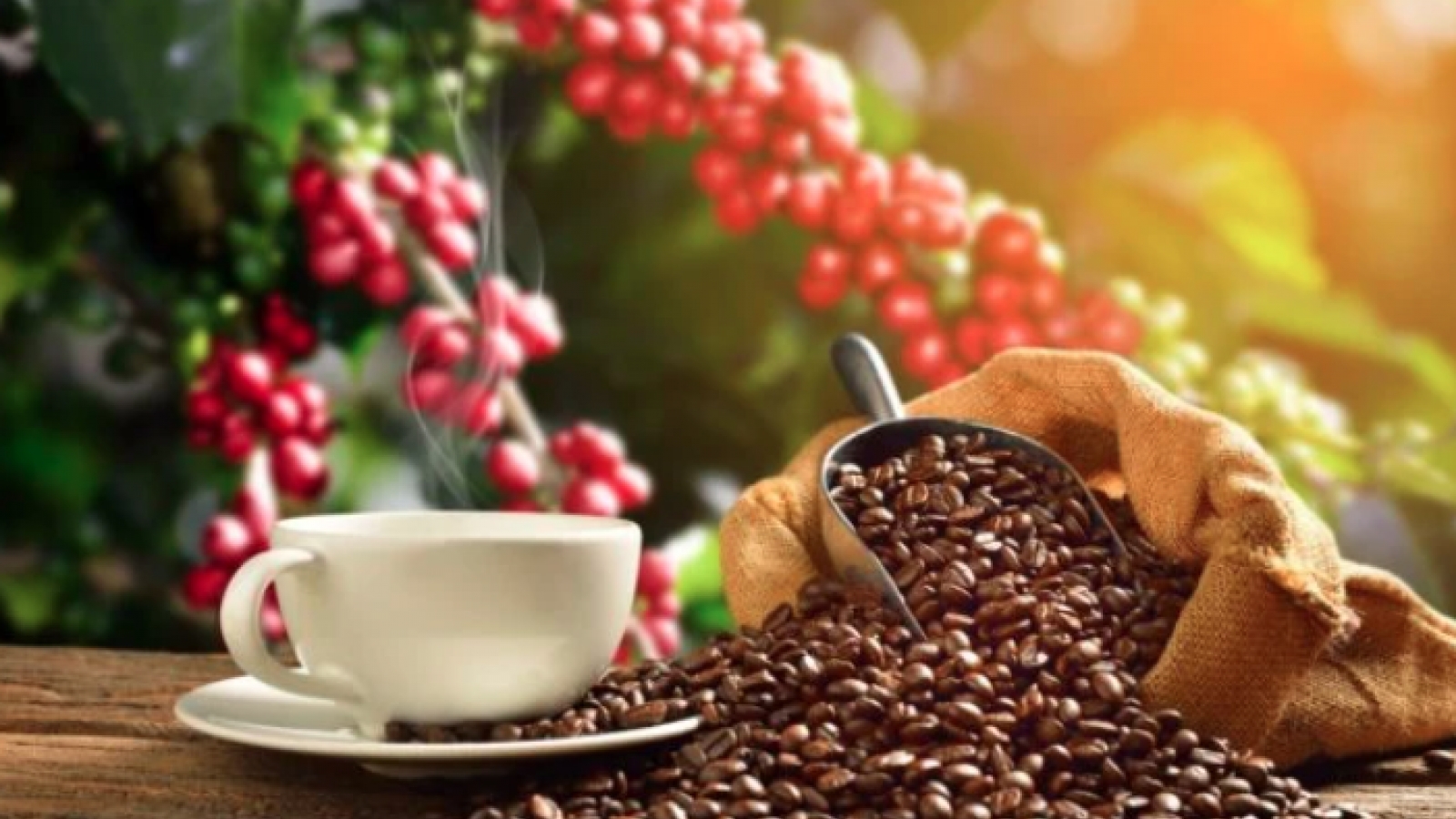 Coffee output in 2023-2024 crop forecast to fall 20%