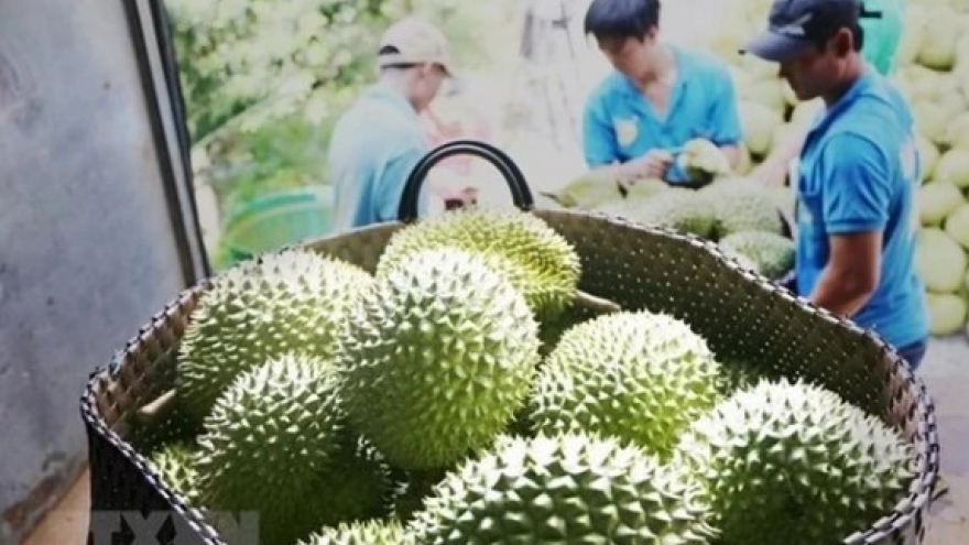 Vietnam's durian exports to China boom in Q1