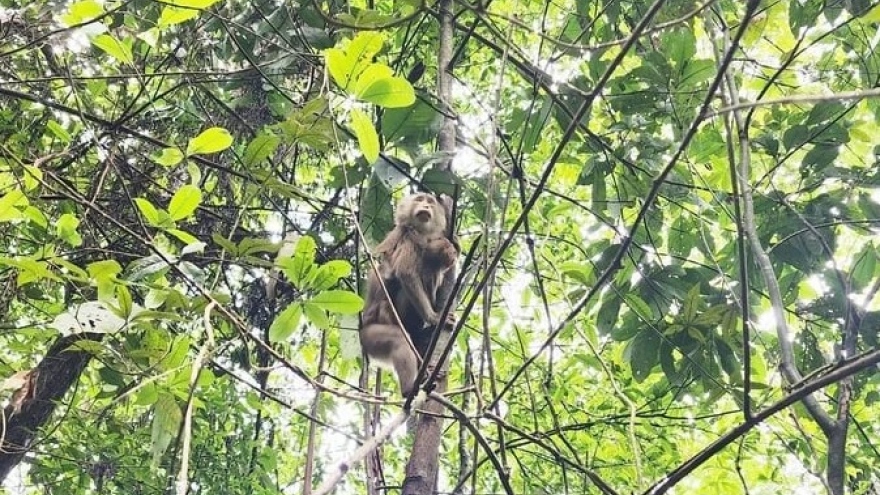 National park releases rare wild animals back to the wild