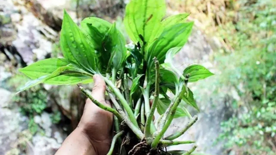 Mang loại cây mọc dại ở Việt Nam ra nước ngoài bán hơn nửa triệu/kg