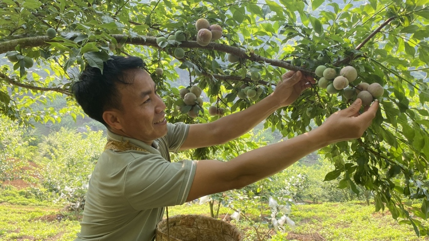 Khuyến nông - Người bạn đồng hành đưa Sơn La trở thành “hiện tượng nông nghiệp”