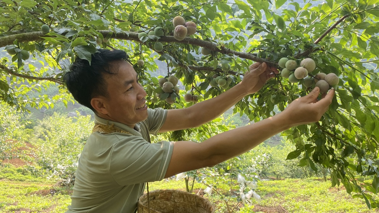 Khuyến nông - Người bạn đồng hành đưa Sơn La trở thành “hiện tượng nông nghiệp”