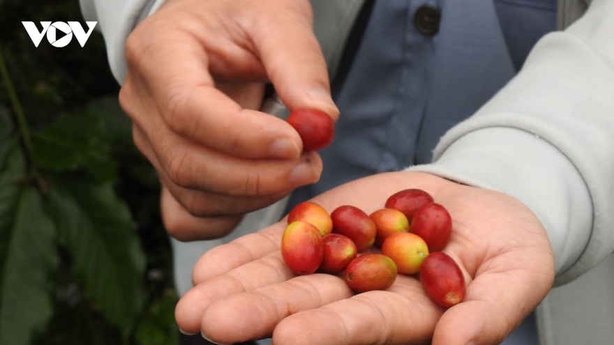 Giá cà phê hôm nay 1/6: Giá cà phê trong nước tăng khoảng 1.000 đồng/kg
