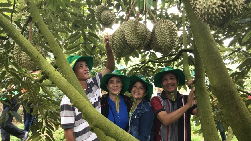 Phân bón Phú Mỹ: Bí quyết cho cây dưa và sầu riêng những mùa bội thu
