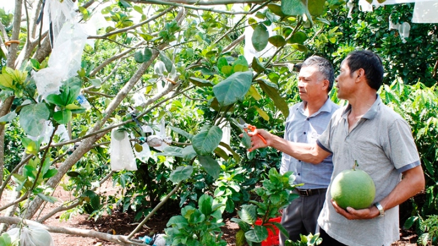 Những đảng viên tiên phong làm giàu ở Đắk Lắk