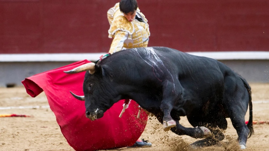 Quốc hội Colombia chính thức thông qua lệnh cấm đấu bò tót