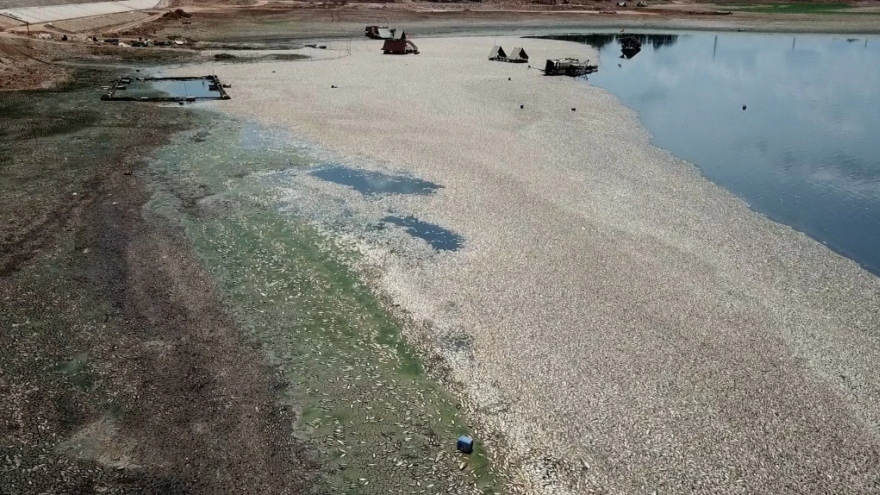 Hoàn thành vớt cá chết tại hồ Sông Mây, Đồng Nai