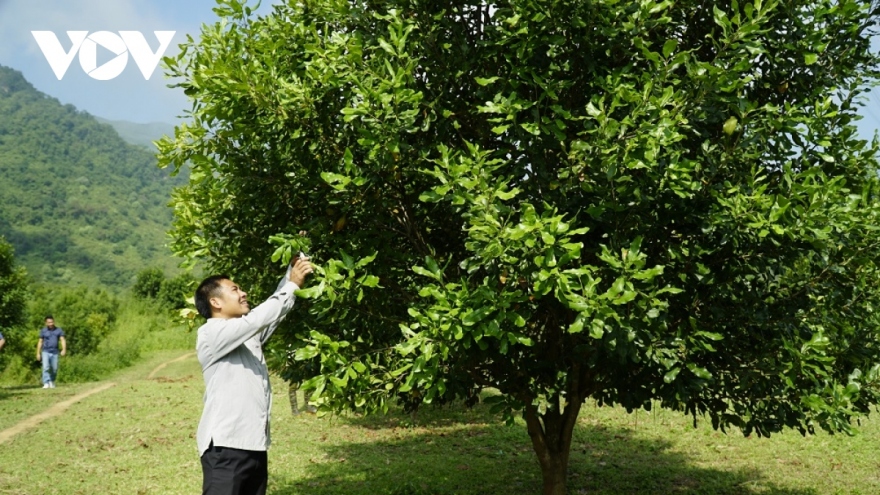 Tuần Giáo phấn đấu trở thành địa phương có diện tích mắc ca lớn nhất nước