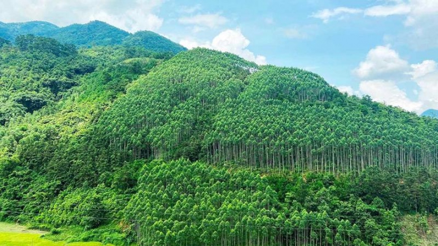 Vietnam ranks fifth in Top Countries By Forest Growth Since 2001