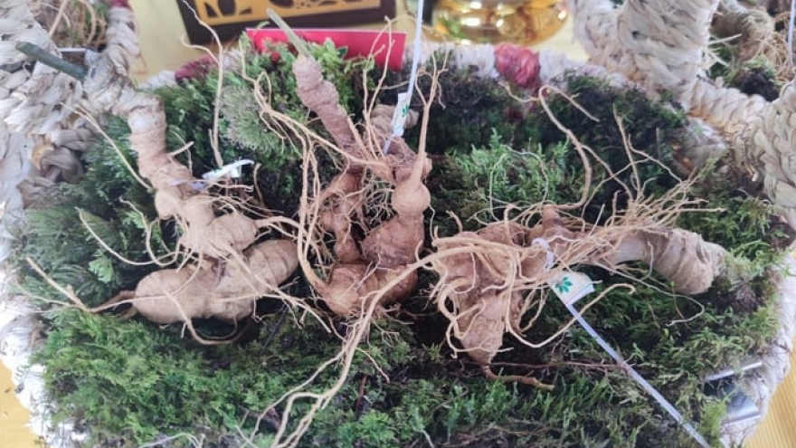 HCM City to host first international ginseng and medicinal herbs festival