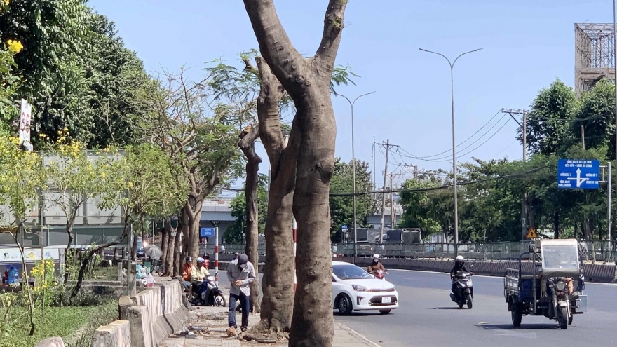 Tại sao đang nắng nóng lại đi cắt tỉa cây?