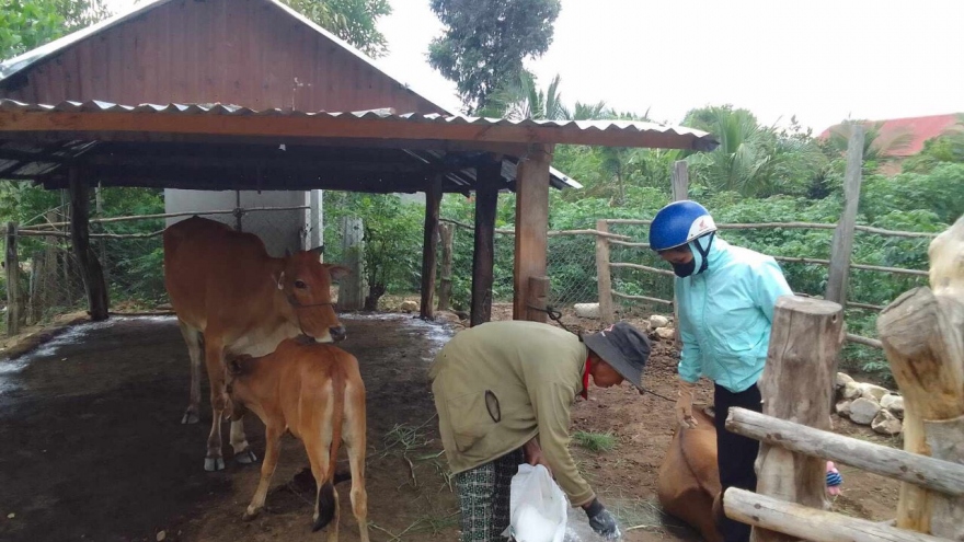 Phát sinh ổ dịch 39 con trâu, bò lở mồm long móng ở Gia Lai