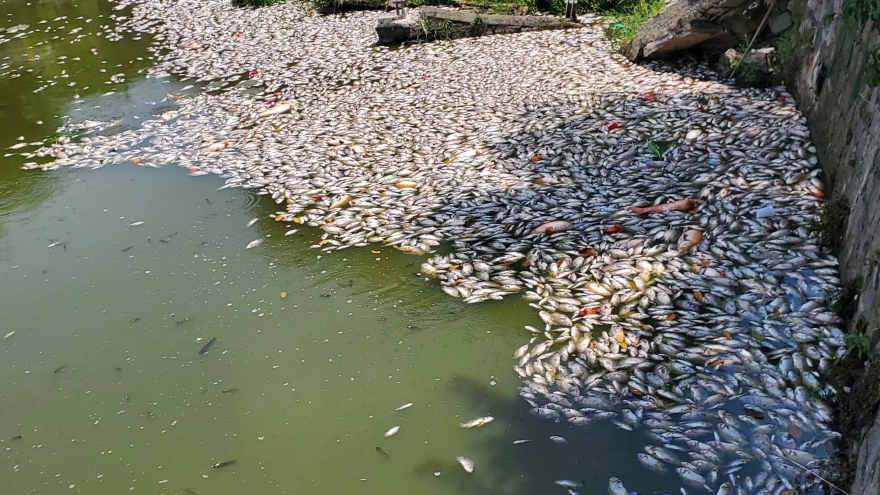 Bình Định lấy mẫu xét nghiệm tìm nguyên nhân cá chết ở hồ Bàu Sen