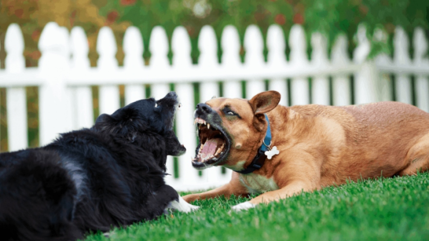 Liên tiếp trường hợp chó tấn công người: Khi nào hết tình trạng chó thả rông?