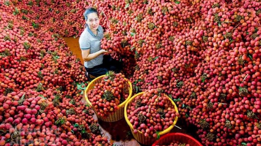 Thanh Ha lychees to be transported to Australia by air