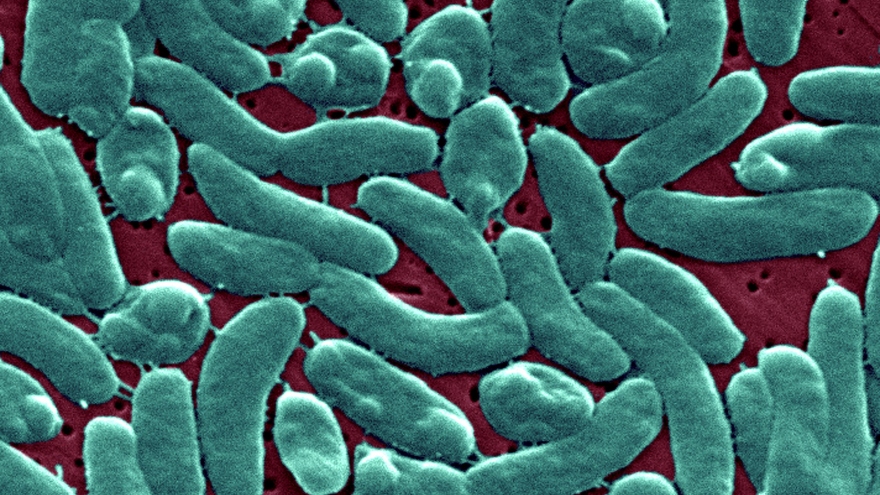 Hàn Quốc cảnh báo người dân sau ca tử vong đầu tiên do vi khuẩn “ăn thịt người”